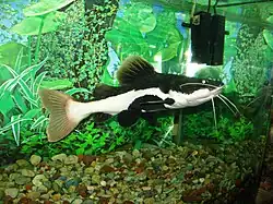 Краснохвостый фрактоцефалус, или сом-плоскоголовик (Phractocephalus hemiliopterus)