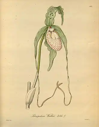 Фрагмипедиум Варшевича. «Xenia Orchidacea», vol. 2, tab. 181. 1874.