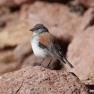 Коричневоспинный овсяночник (Idiopsar dorsalis)