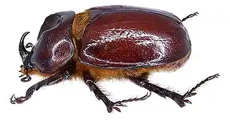 Phyllognathus excavatus