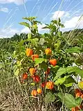 Физалис обыкновенный  (Physalis alkekengi)