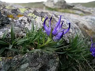 Кольник низкий