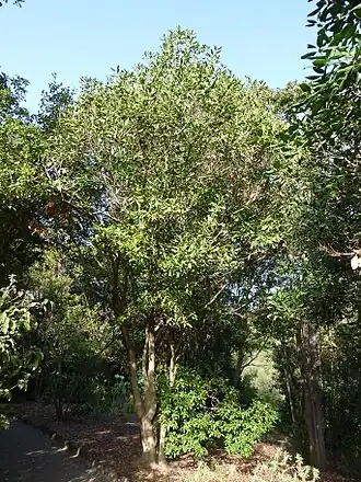 P. excelsa в Канарском ботаническом саду Виера-и-Клавихо