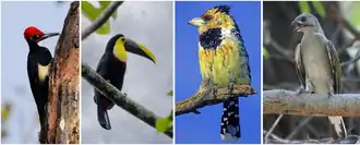Слева направо: белобрюхая желна, желтогорлый тукан, хохлатый трахифонус, малый медоуказчик.