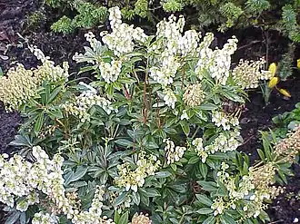 Пиерис японский