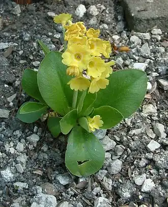 Первоцвет ушковидный в ботаническом саду города Познань