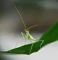 Miomantis paykullii, Израиль