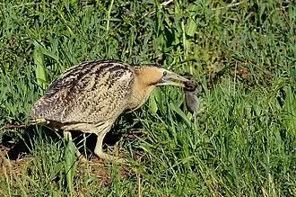 Большая выпь в добычей