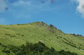 Пикуй летом