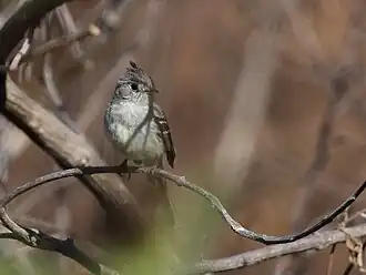 Xenotriccus mexicanus