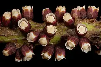 Pilostyles hamiltonii