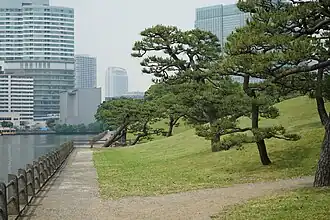 Сосны на берегу