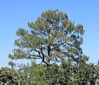 Габитус растения в биосферном заповеднике Сьерра-Горда[англ.], Мексика