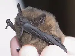 Pipistrellus female-1