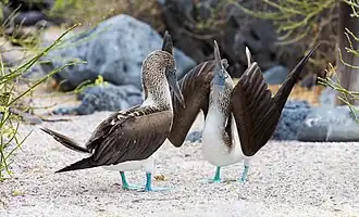 Голубоногие олуши на острове Лобос