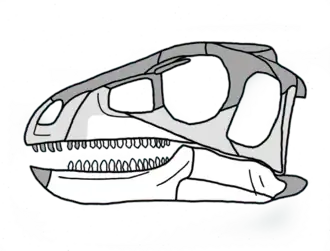 Реконструкция черепа. Белым цветом обозначены сохранившиеся кости; светло-серым цветом обозначены кости, известные по сильно размытым отпечаткам
