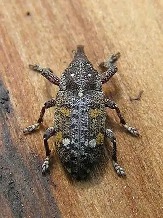 Смолёвка точечная (Pissodes notatus)