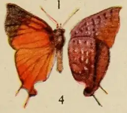 Lipaphnaeus aderna