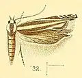 Polyhymno cleodorella