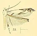 Thiotricha tenuis