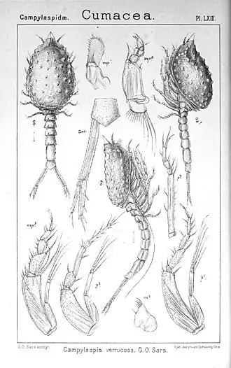 Кумовый рак Campylaspis verrucosa