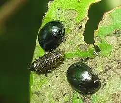 Plagiodera versicolora