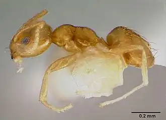 Муравей Plagiolepis alluaudi