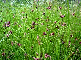 Клубнекамыш морской (Bolboschoenus maritimus)
