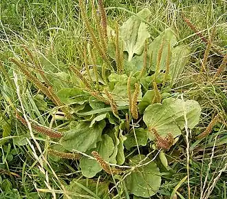 Plantago major — Подорожник большой