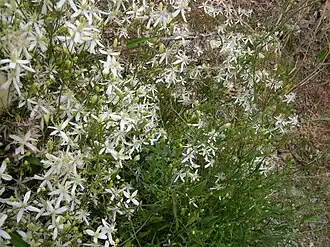 Общий вид цветущего растения