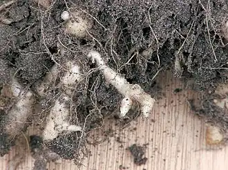 Вздутия корней Brassica oleracea, вызванные видом Plasmodiophora brassicae