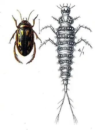 Platambus maculatus