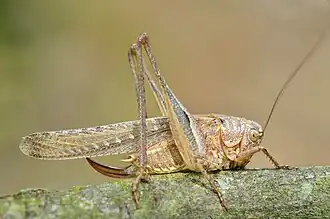 Пятнистый скачок (Platycleis intermedia), самка