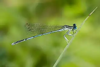 Плосконожка обыкновенная. Самец.