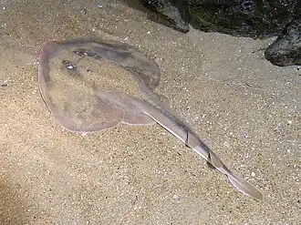 Китайский дисковый скат