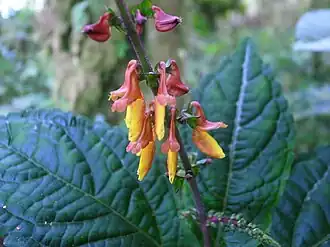 Колеус низбегающий