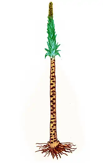 Pleuromeia sternbergi