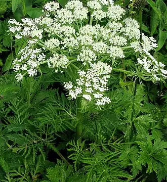 Реброплодник уральский