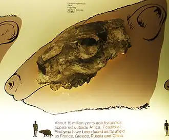 Череп Pliohyrax graecus