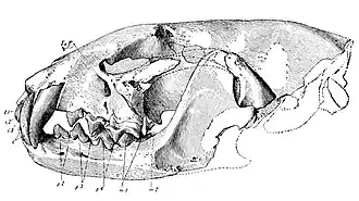 Ископаемый череп Plionictis ogygia