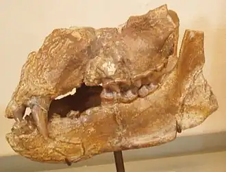 Фрагмент черепа Plithocyon armagnacensis