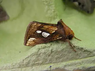 Металловидка злаковая (Plusia festucae)