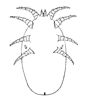 Pneumonyssus simicola