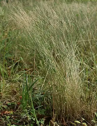 Общий вид группы растений