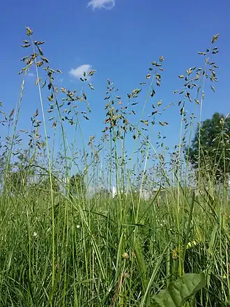 Верхушки стеблей с метёлками