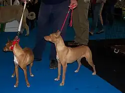 Андалузский поденко