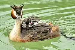 Чомга с птенцами на спине