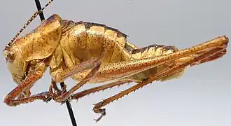 Пилохвост украинский