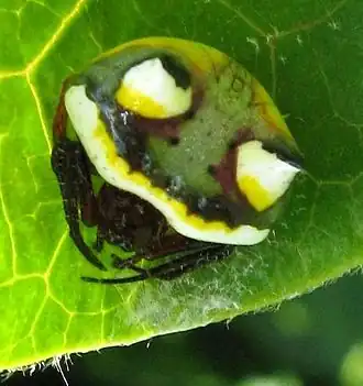 Взрослая самка Poecilopachys australasia