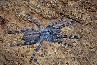 Poecilotheria formosa
